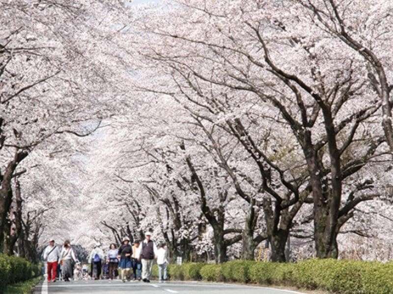 大津町桜並木