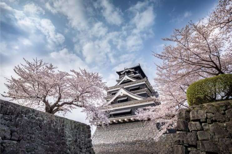 熊本城桜