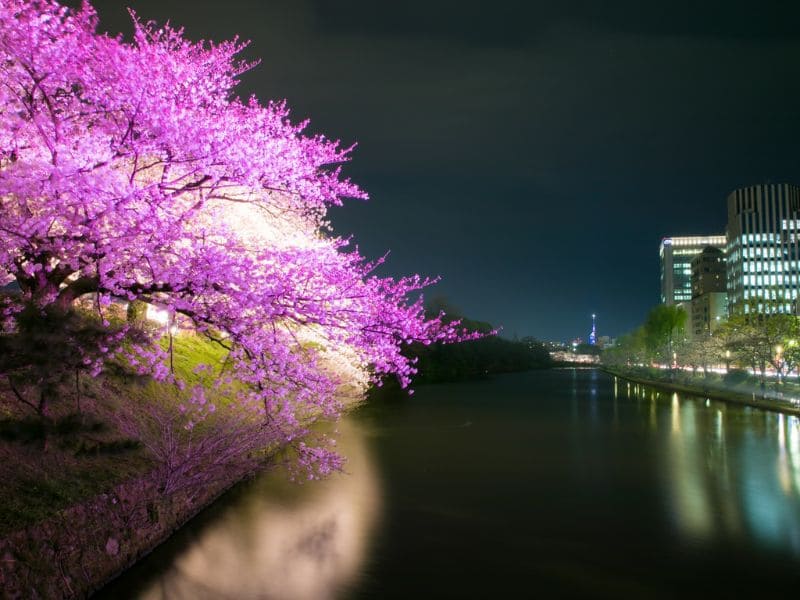 舞鶴公園夜桜