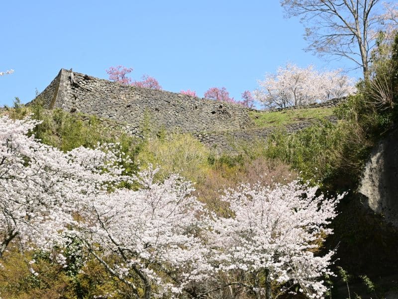 岡城址の桜