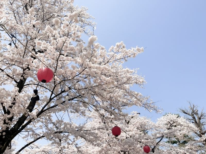 福岡西公園の桜