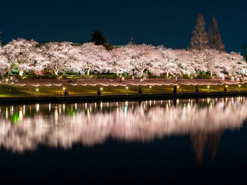夜桜イメージ